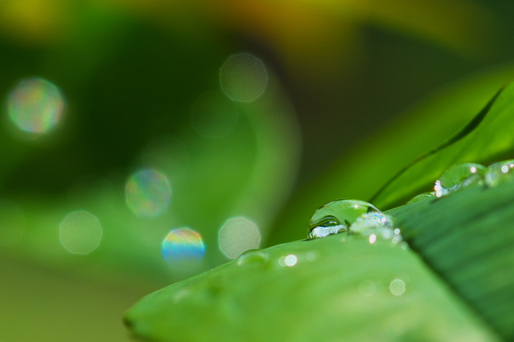 雨上がりの輝き