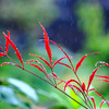 in a light rain