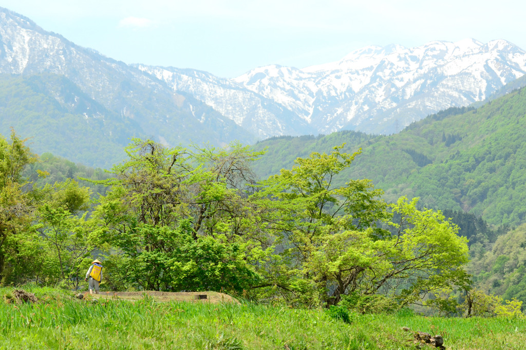 山里　秋の実りを願いつつ