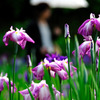 梅雨の華