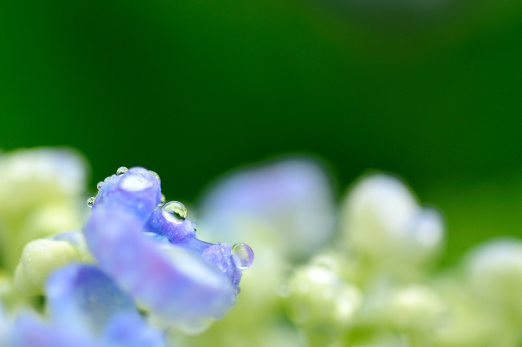 雨の後・・・