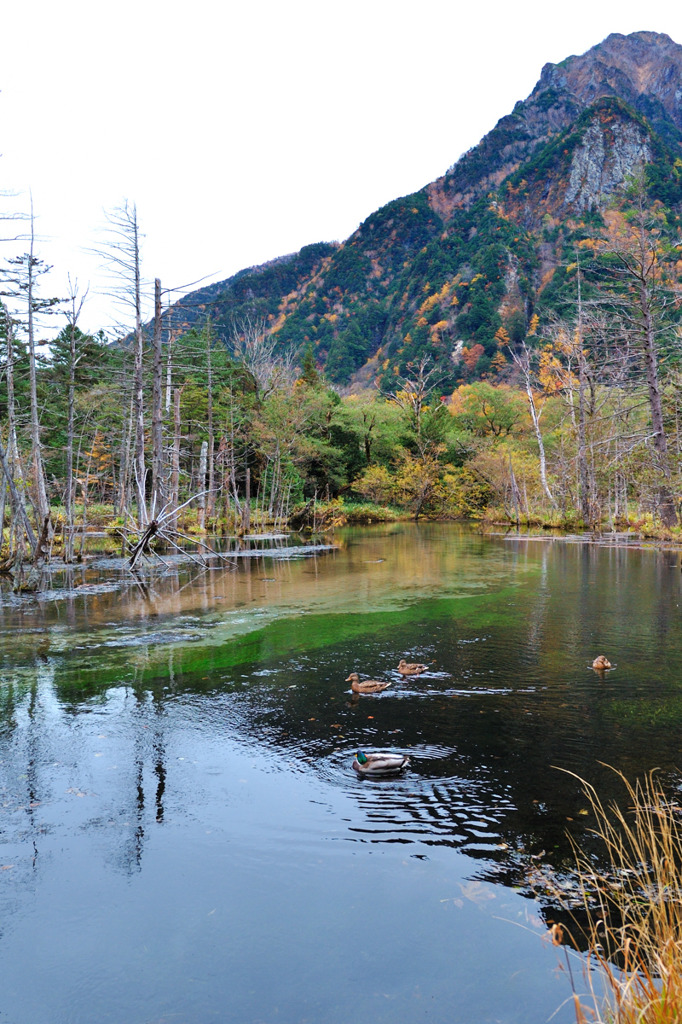 上高地　静寂の清流