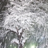 大雪警報発令！　雪花満開！