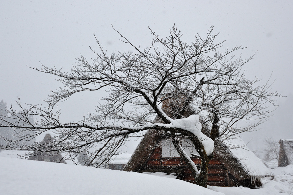 雪桜と合掌造り