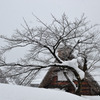 雪桜と合掌造り