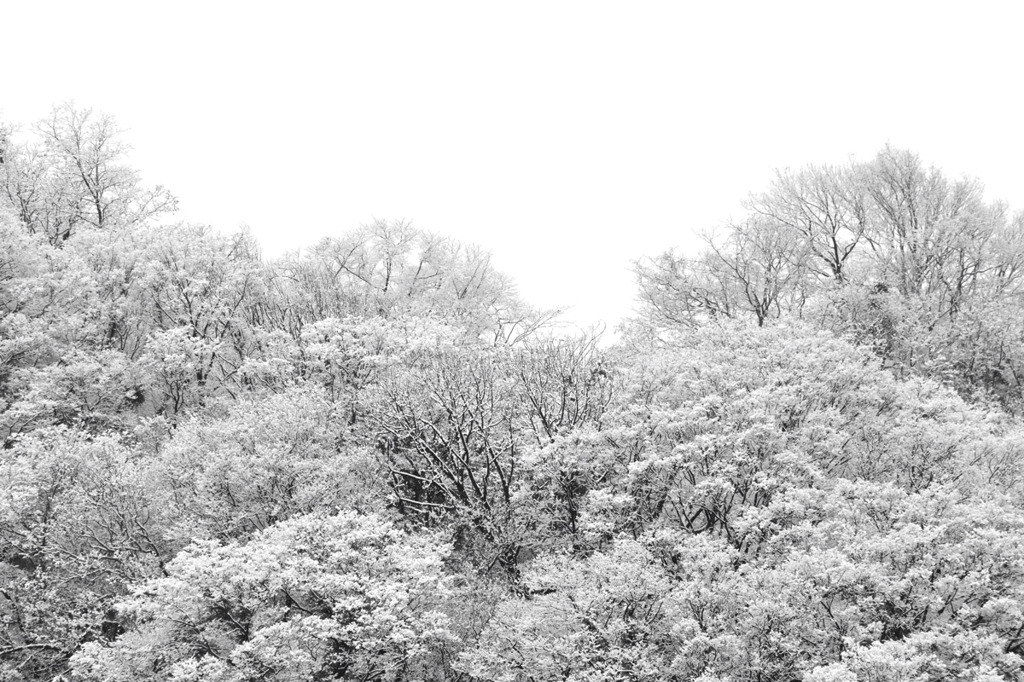 凍てつく雪花満開