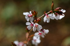 山桜