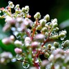 raindrop flower