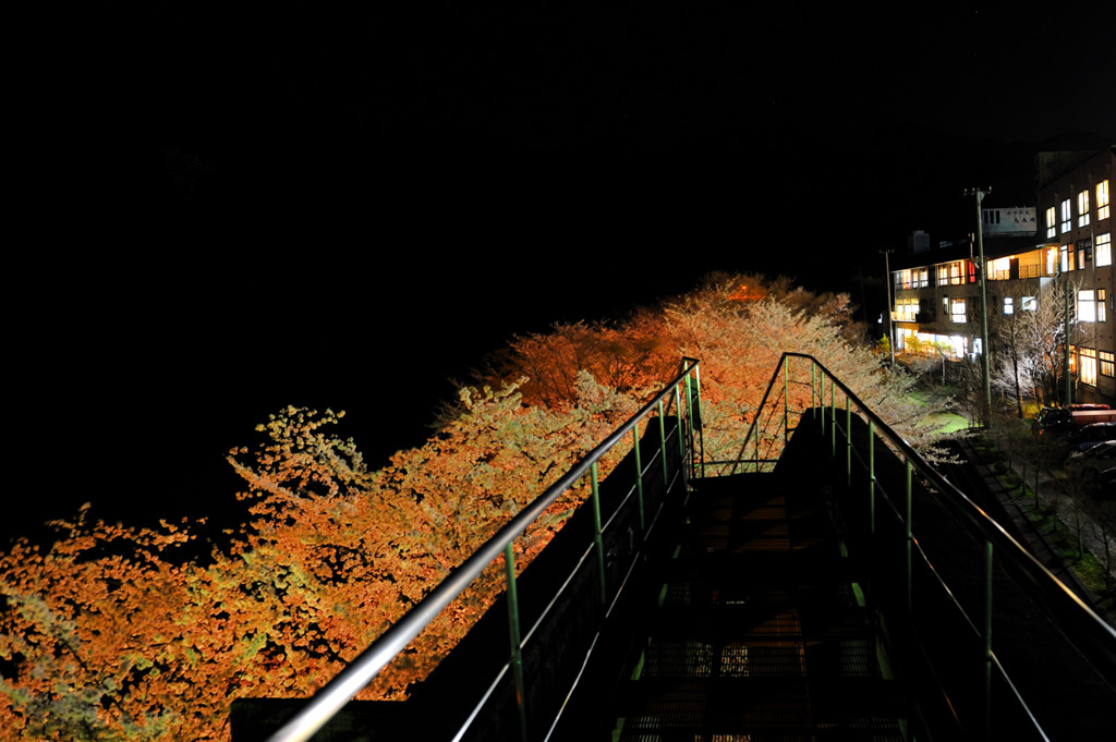 夜桜の雲海