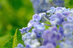 梅雨の雫