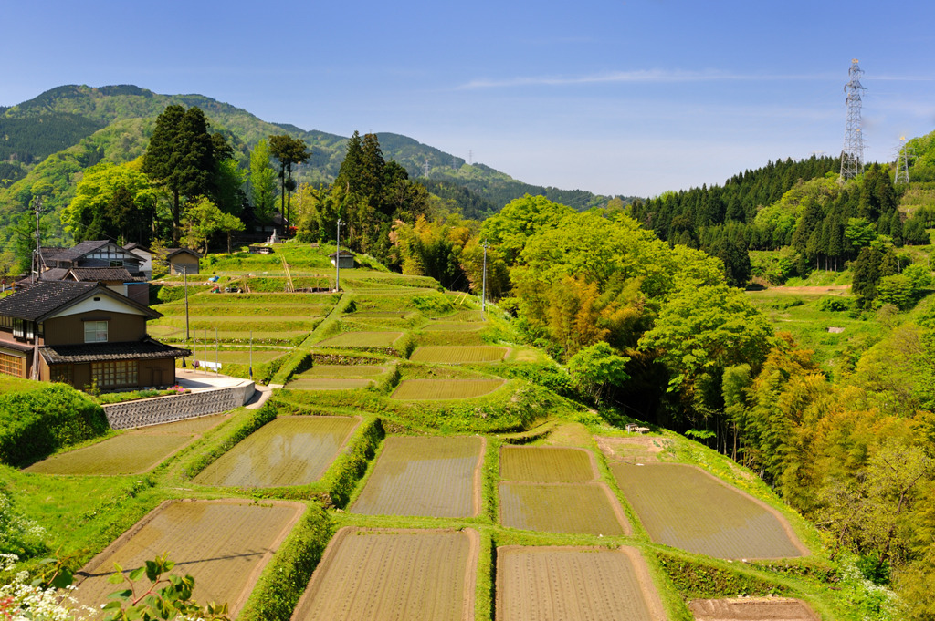 春　山里の棚田