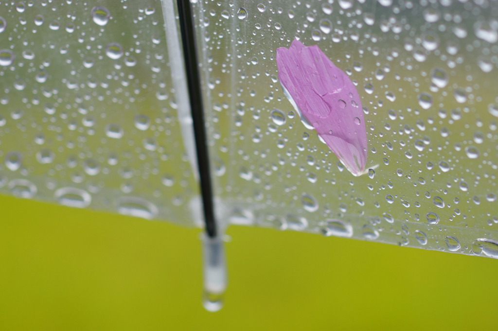 ひとひら･･･秋桜