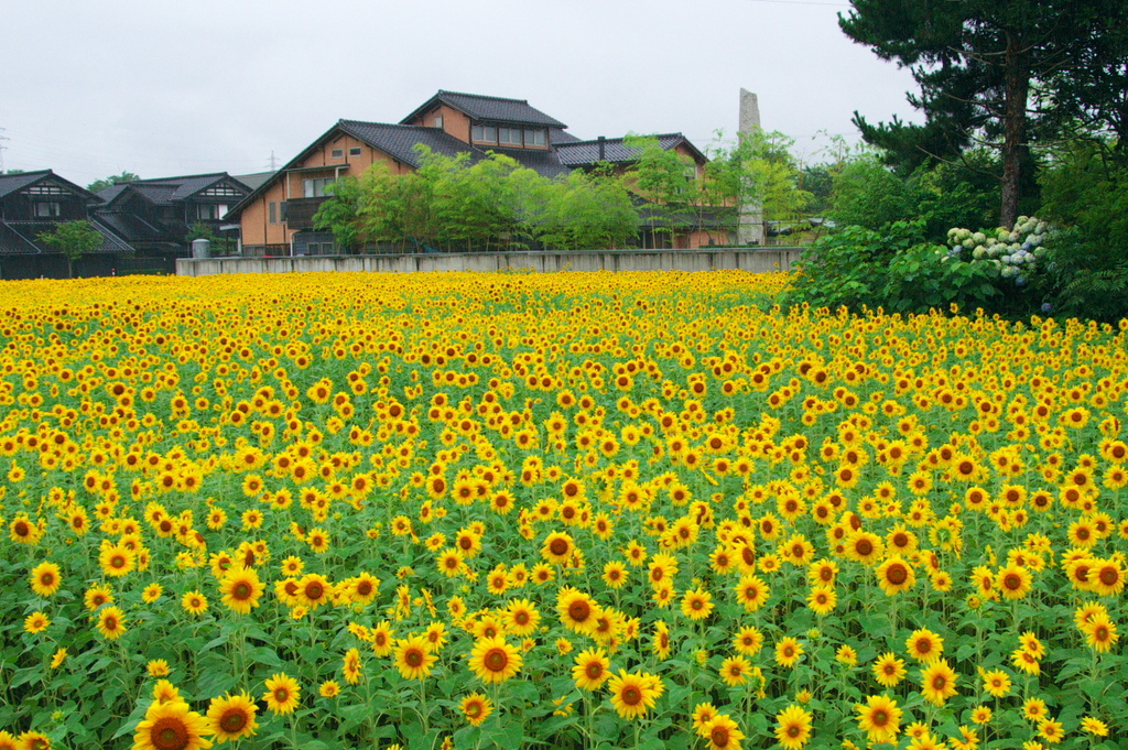 雨は降っても心は夏！