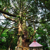虫川の大杉