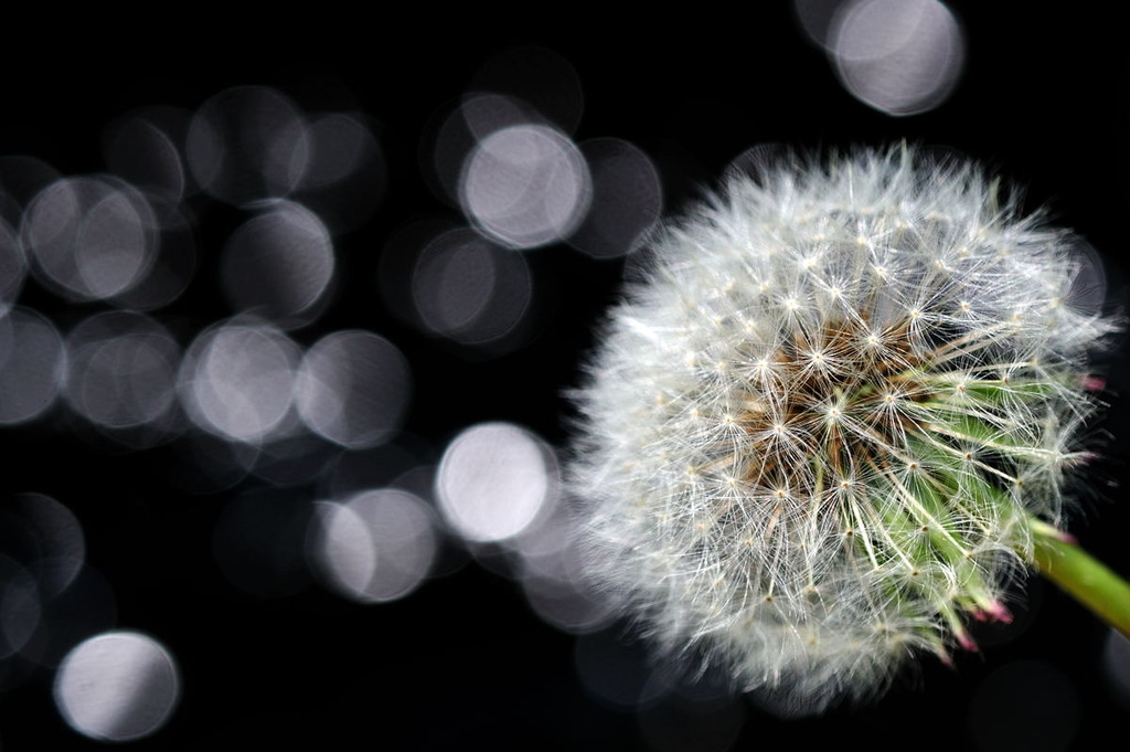 Light balls　