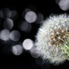 Light balls　