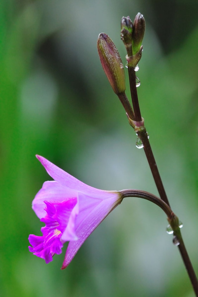 Orchid オーキッド　Ⅲ