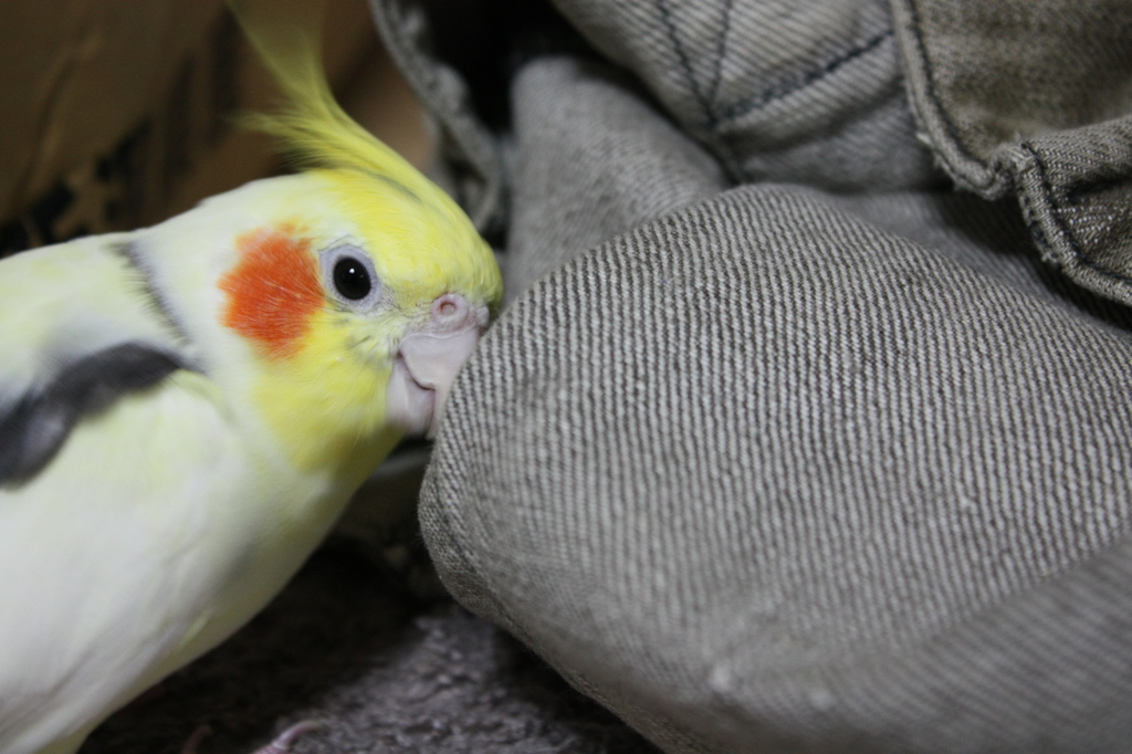 パトロール中