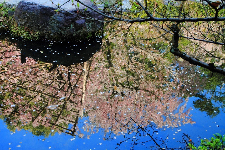 映り込む春