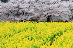 明日香村にて