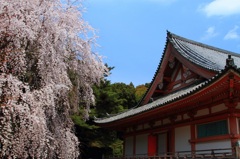 醍醐寺の春風景