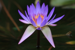 睡蓮