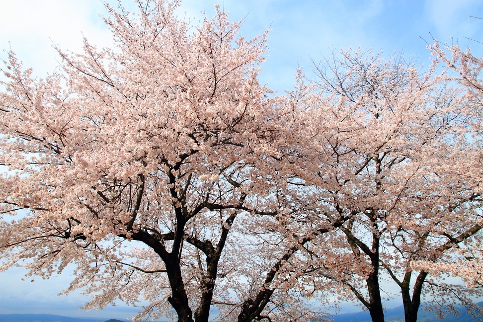 甘樫の丘の桜