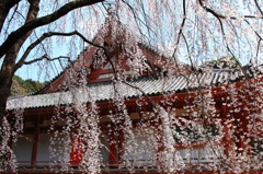 醍醐寺の桜