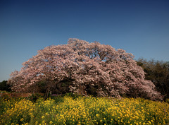 村守の桜