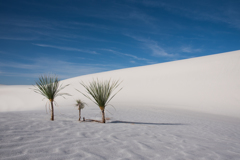 Yucca's family