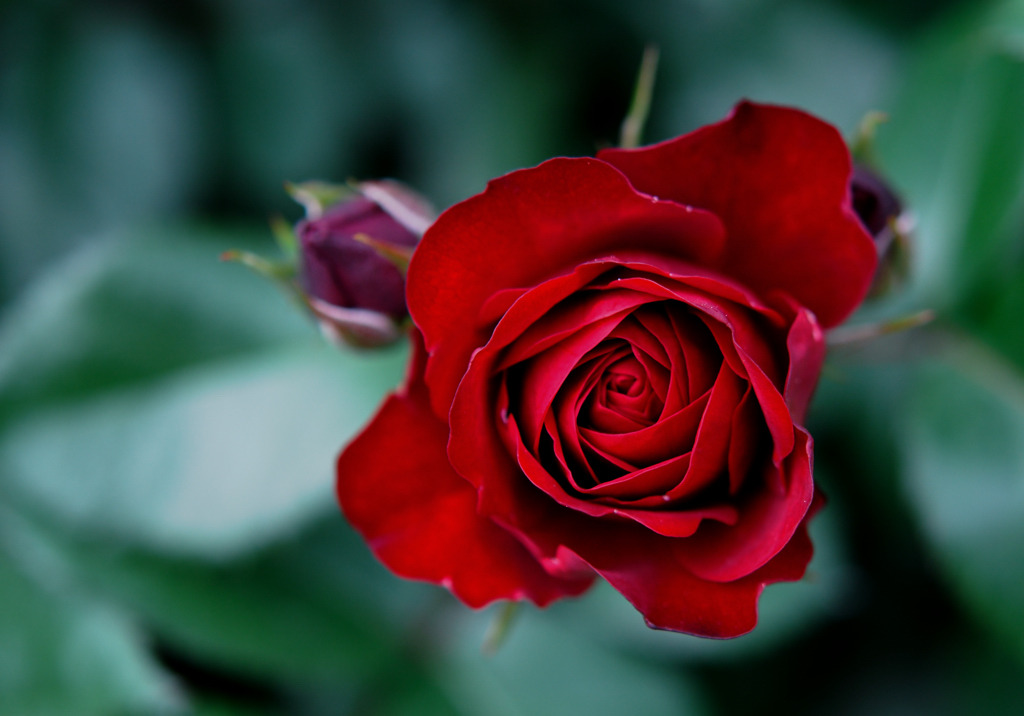 rosa rossa