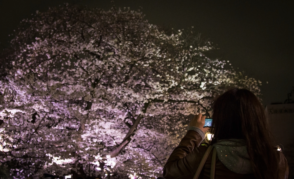 千鳥ヶ淵桜