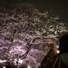 千鳥ヶ淵桜