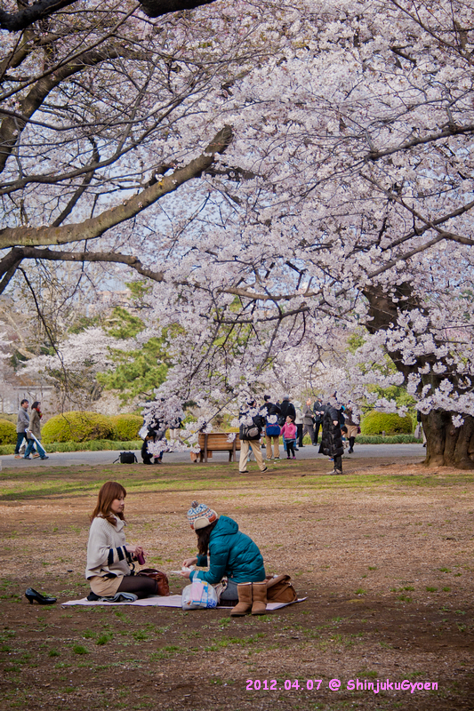 桜@新宿御苑