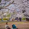 桜@新宿御苑