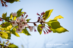 最後の桜