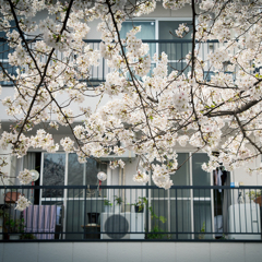 目黒川桜