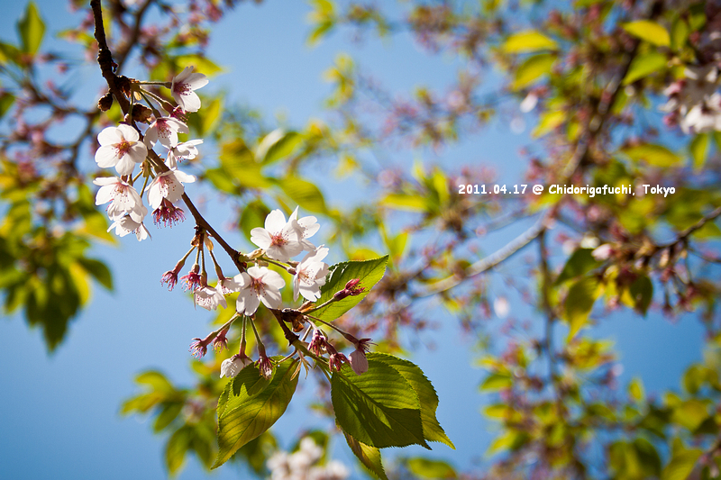 最後の桜