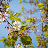 最後の桜
