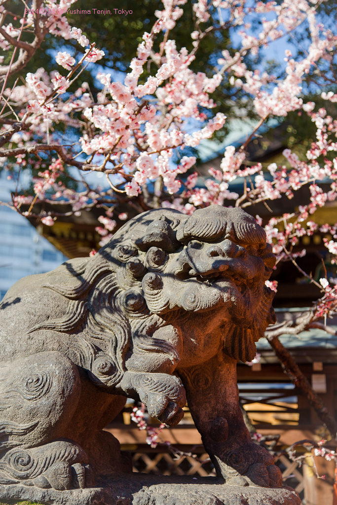 湯島天神