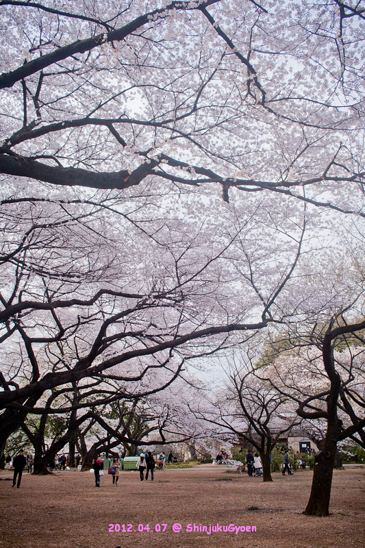 桜@新宿御苑