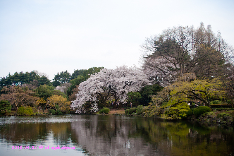 桜@新宿御苑