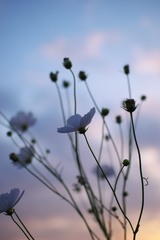 cosmos