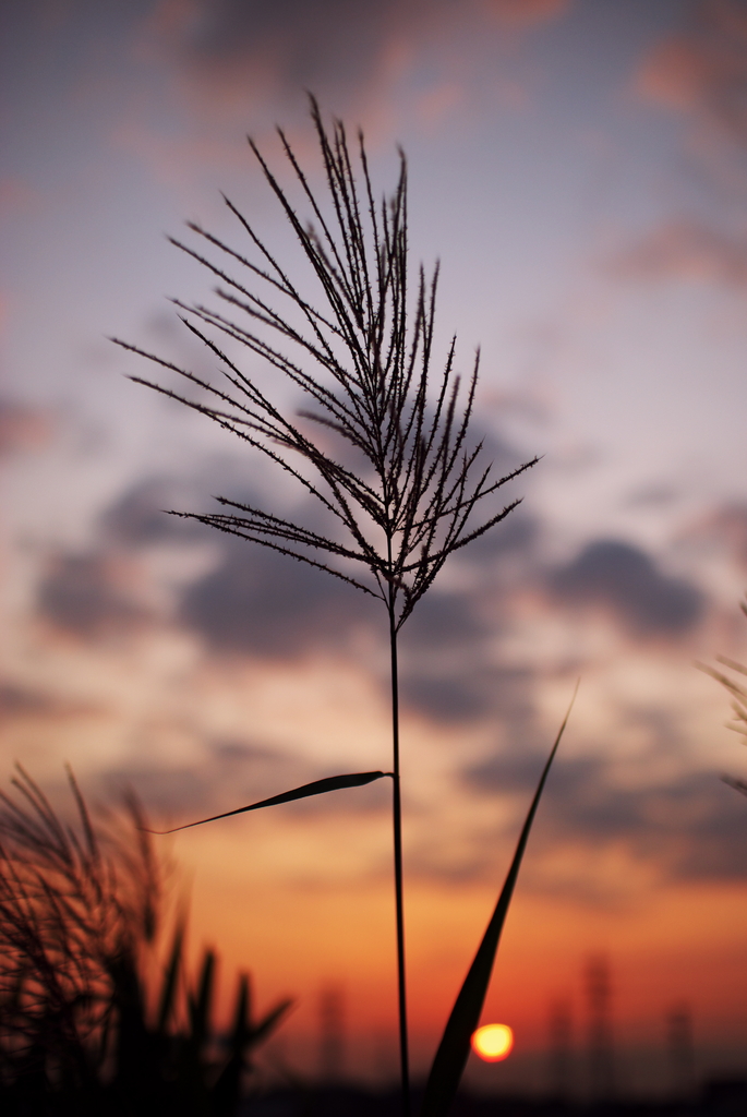 Japanese pampas grass