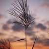 Japanese pampas grass