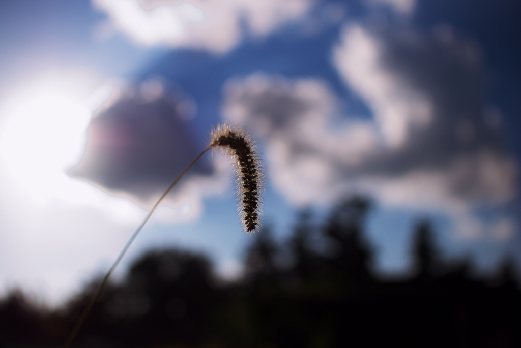 foxtail grass