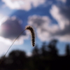 foxtail grass