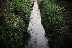 ogawa