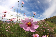 秋そら　秋桜