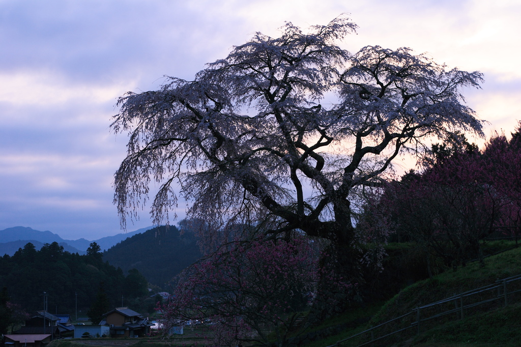 夜明けの又兵衛桜